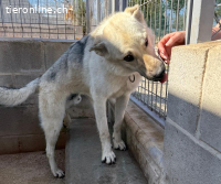 Boby - Sozialer und lebensfroher Entdecker
