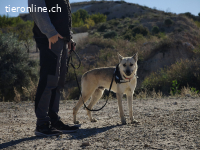 Boby - Sozialer und lebensfroher Entdecker