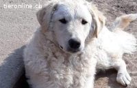 Bodor-2, wunderbare Hundedame