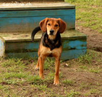 BOOMER - der Hund mit dem richtigen Riecher