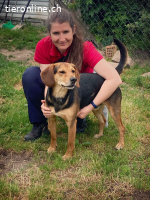 Boomer - der Hund mit der guten Nase