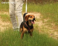 Boomer - der Hund mit der guten Nase