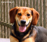 Boomer - der Hund mit der guten Nase