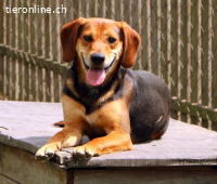 Boomer - der Hund mit der guten Nase