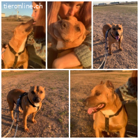 Boop, m./kastr., geb. ca. 3/2015, Größe 45 cm