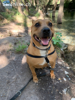 Boop, m./kastr., geb. ca. 3/2015, Größe 45 cm