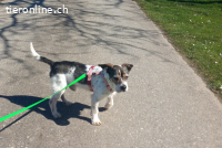 Borbas, tapferer Hundesenior