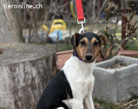 Borka-2, herzige Hündin