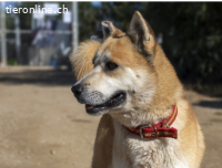 Bowie-2, sensibler Hundemann