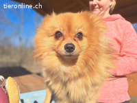BRIGITTE, ängstliche Hündin, ca.2J., 34cm, *PS 52355 Düren*