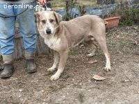 Brixton, sensibler, wunderschöner Vierbeiner