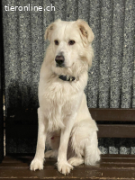 Bruce sucht ein neues zuhause