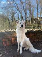 Bruce sucht ein neues zuhause