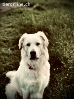 Bruce sucht ein neues zuhause