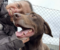 Bruno-14, munterer Vierbeiner