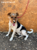 Bruno, Foxterrier-Mix, Rüde, geb. am 05.10.2024, 42 cm