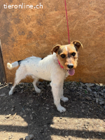 Bruno, Foxterrier-Mix, Rüde, geb. am 05.10.2024, 42 cm