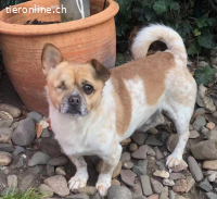 Bruno, m./kastr., geb. ca. 08/2018, Größe: ca. 30 cm/8 kg