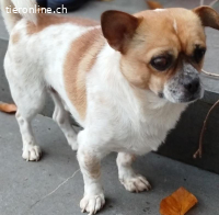 Bruno, m./kastr., geb. ca. 08/2018, Größe: ca. 30 cm/8 kg