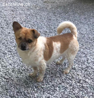 Bruno, m./kastr., geb. ca. 08/2018, Größe: ca. 30 cm/8 kg