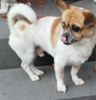 Bruno, m./kastr., geb. ca. 08/2018, Größe: ca. 30 cm/8 kg