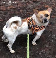 Bruno, m./kastr., geb. ca. 08/2018, Größe: ca. 30 cm/8 kg