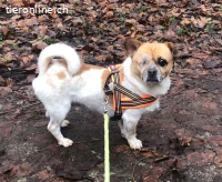 Bruno, m./kastr., geb. ca. 08/2018, Größe: ca. 30 cm/8 kg