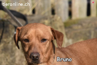 BRUNO