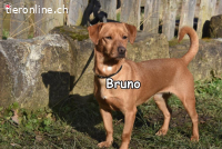 BRUNO