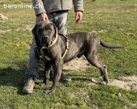 Brutus – ein treuer Freund sucht seinen letzten Herzensplatz