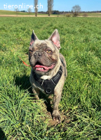 Bubi - der sensible Bulldogenbub