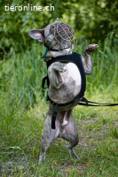 Bubi - der sensible Bulldogenbub