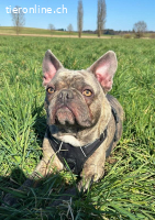 Bubi - der sensible Bulldogenbub