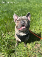 Bubi - der sensible Bulldogenbub