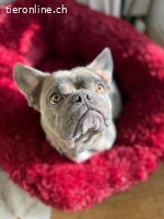 Bubi - der sensible Bulldogenbub