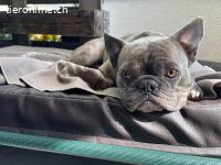 Bubi - der sensible Bulldogenbub