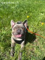 Bubi - der sensible Bulldogenbub