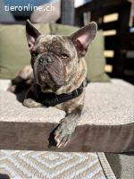 Bubi - der sensible Bulldogenbub