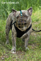 Bubi - der sensible Bulldogenbub