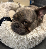 Bubi - der sensible Bulldogenbub