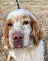 Buck - Ein neues Jahr, eine neue Hoffnung?