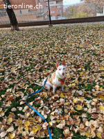 Buddy, m./kastr., geb. 10/2015, Größe: ca. 50 cm