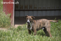 Buddy möchte dein Herz im Sturm erobern