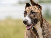 Buddy möchte dein Herz im Sturm erobern