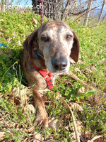 CAMELIA WÜNSCHT SICH SEHNLICHST EIN KUSCHELIGES KÖRBCHEN