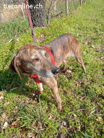 CAMELIA WÜNSCHT SICH SEHNLICHST EIN KUSCHELIGES KÖRBCHEN