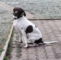 Candy, w./kastr., geb. ca. 02/2015, Größe: ca. 60 cm/23,5 kg