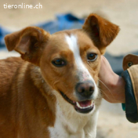 Canela -Jung, dynamisch,verschmust