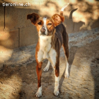 Canela -Jung, dynamisch,verschmust