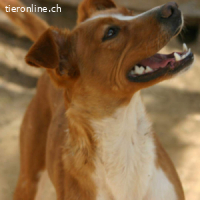 Canela -Jung, dynamisch,verschmust